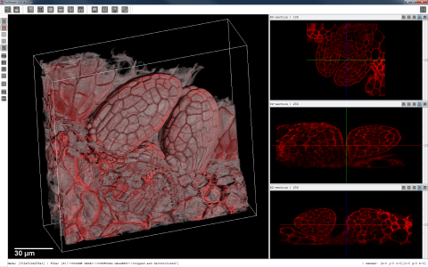 VolViewer screenshot