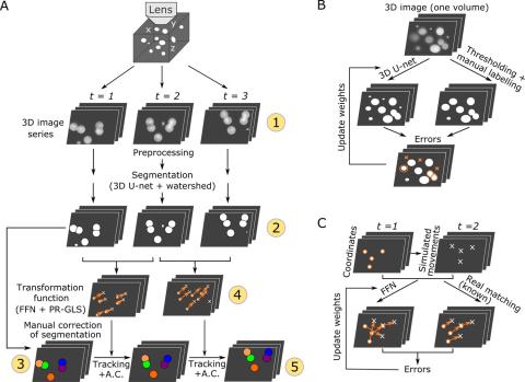 Overall procedures of our method (Wen et al. eLife, 2021–Figure 1)