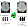 A BaSiC Tool for Background and Shading Correction of Optical Microscopy Images